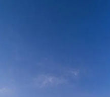 葡萄苗