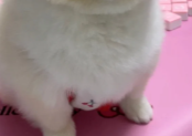 小保姆诶和