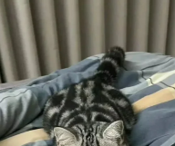 是你也是不