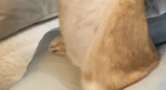 单眼鱼