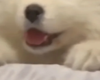 迷糊并且
