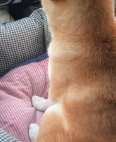 我去日光