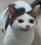 扭曲个啊