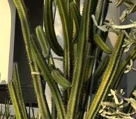 小贺哥哥玉树