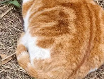 你抢我红