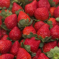 日常分享类账号